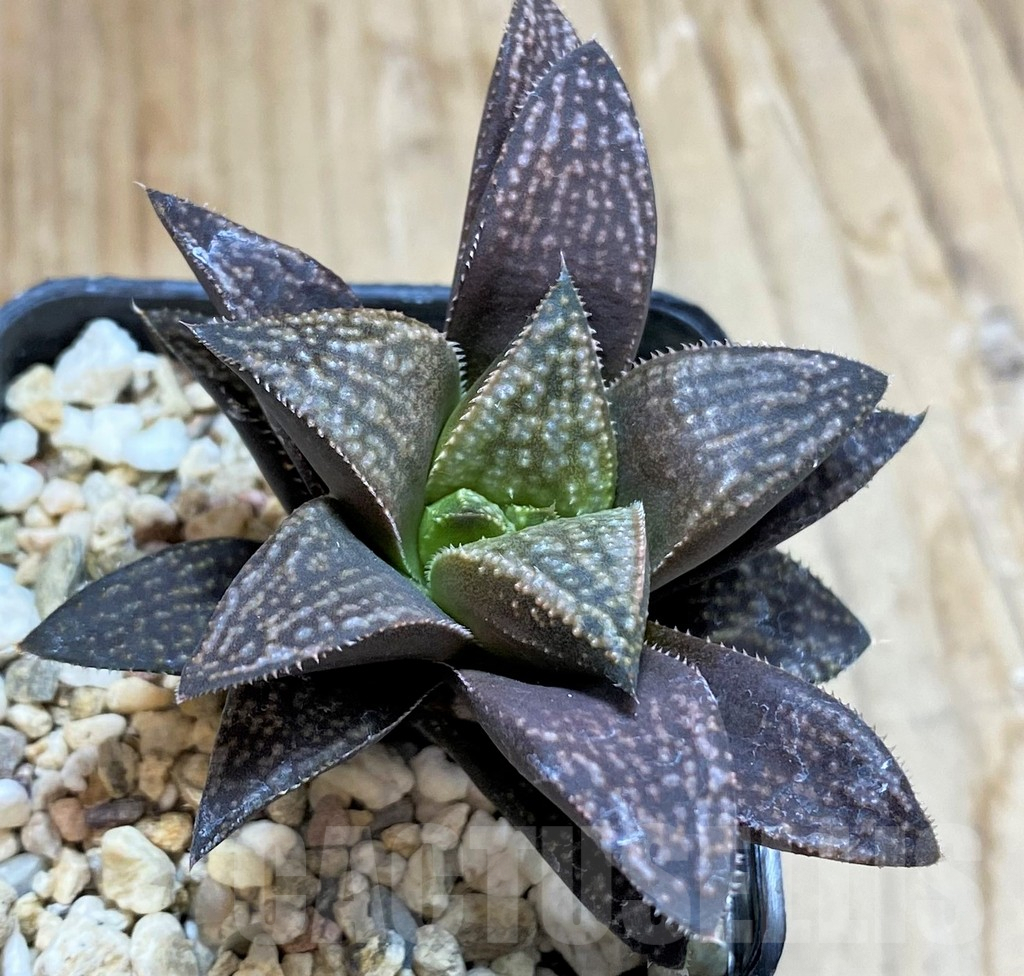 SH9349 Haworthia hybrid PP140, ex Artisan - Image 2