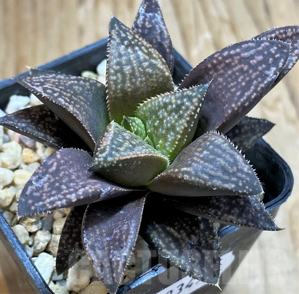 SH9349 Haworthia hybrid PP140, ex Artisan