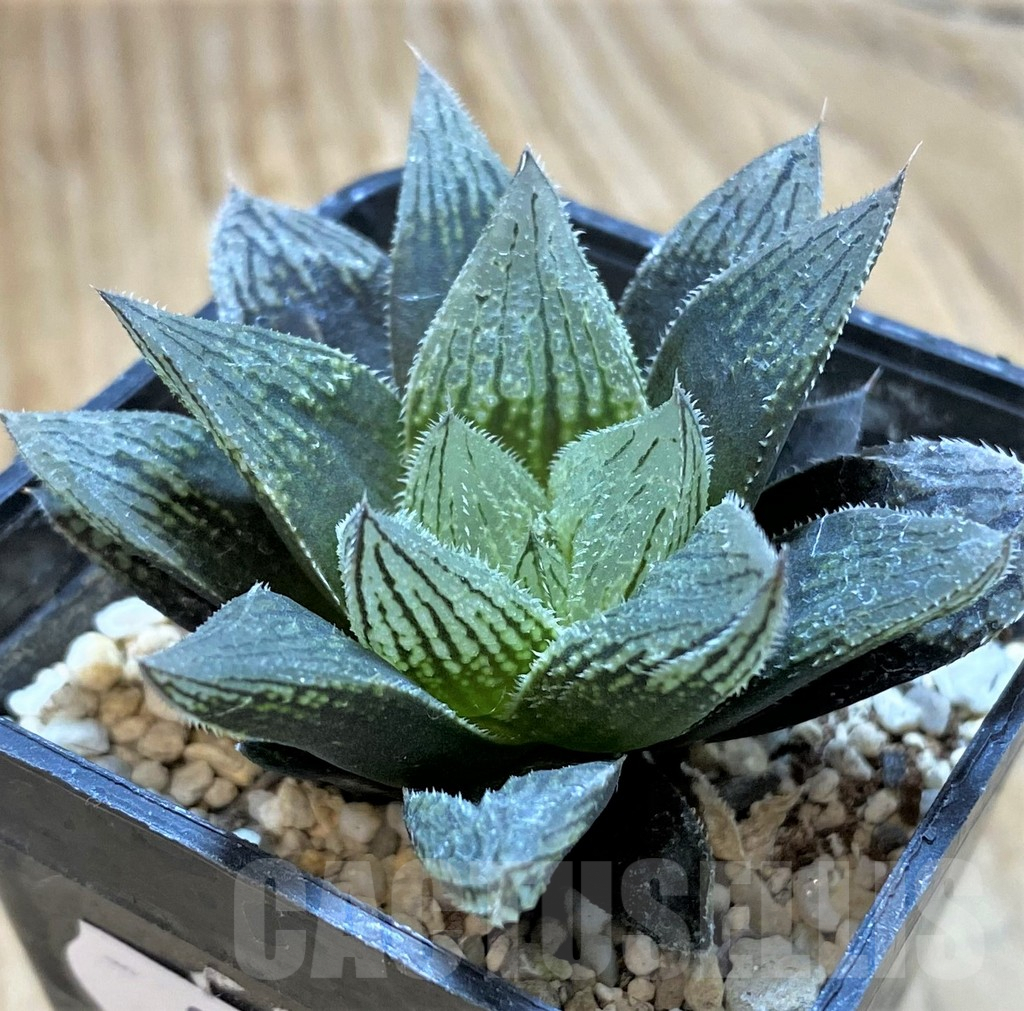 SH9358 Haworthia cooperi v. venusta hybrid