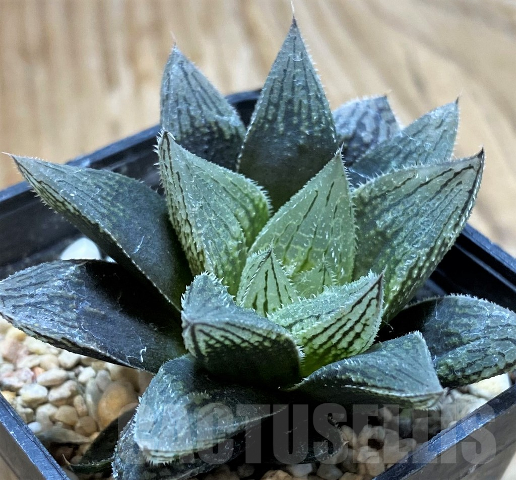 SH9358 Haworthia cooperi v. venusta hybrid - Image 2