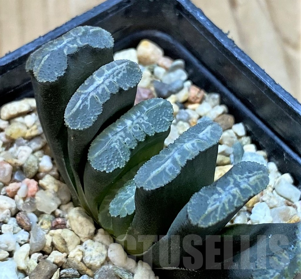 SH9359 Haworthia truncata -Japan-