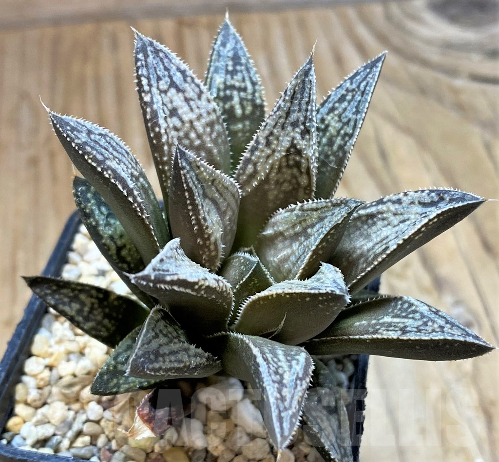 SH9360 Haworthia splendens 'Mirage', ex Cactus Nichi HSS-31