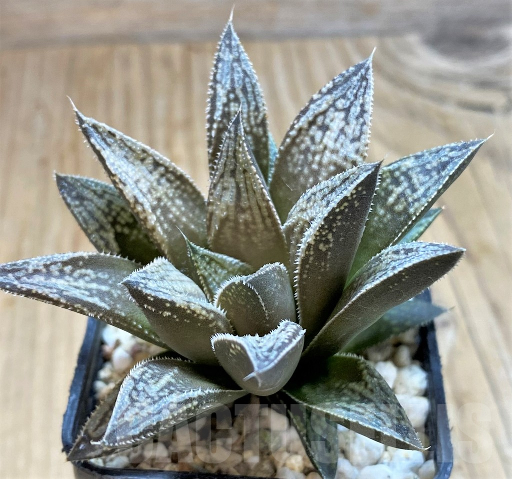 SH9360 Haworthia splendens 'Mirage', ex Cactus Nichi HSS-31 - Image 2