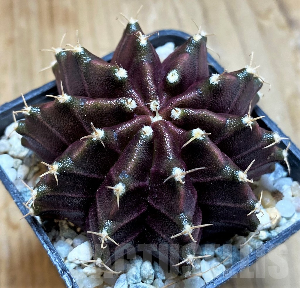 SH9503 Gymnocalycium mihanovichii ‘Black Widow’ hybrid, seedling