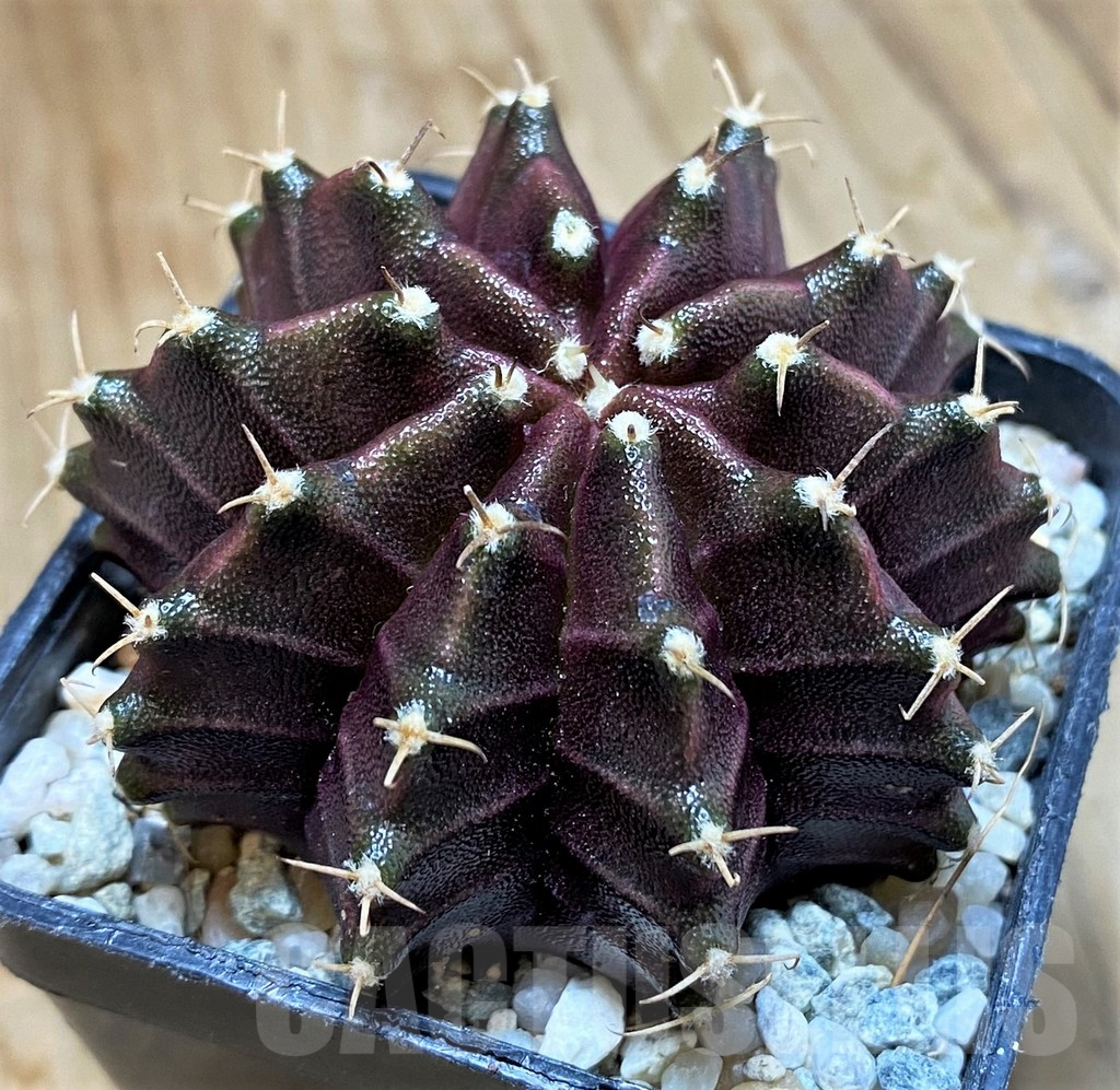 SH9503 Gymnocalycium mihanovichii ‘Black Widow’ hybrid, seedling - Image 2