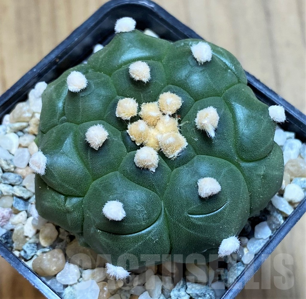 SH9511 Astrophytum asterias 'Kikko'