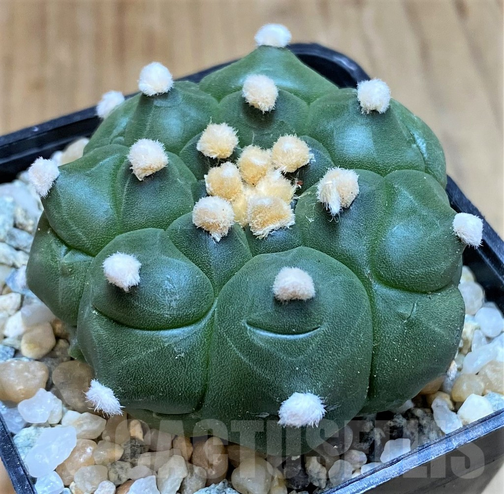 SH9511 Astrophytum asterias 'Kikko' - Image 2