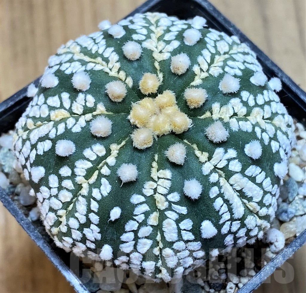 SH9515 Astrophytum asterias ‘Super Kabuto’ hybrid