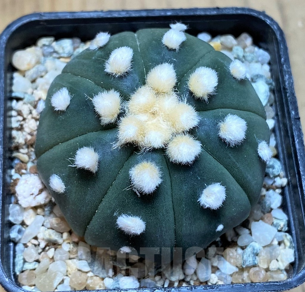 SH9516 Astrophytum asterias 'Ooibo'