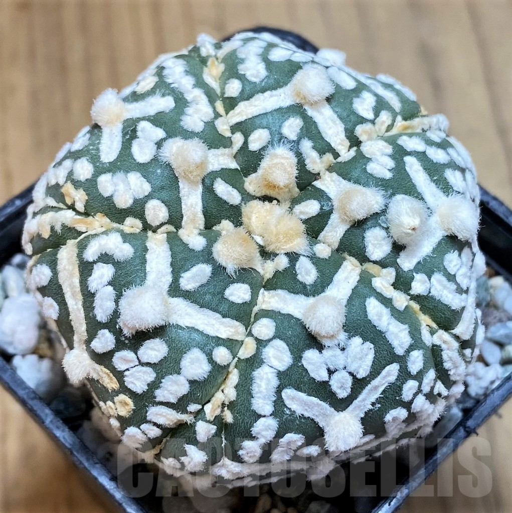 SH9521 Astrophytum asterias ‘Super Kabuto’ V-Type