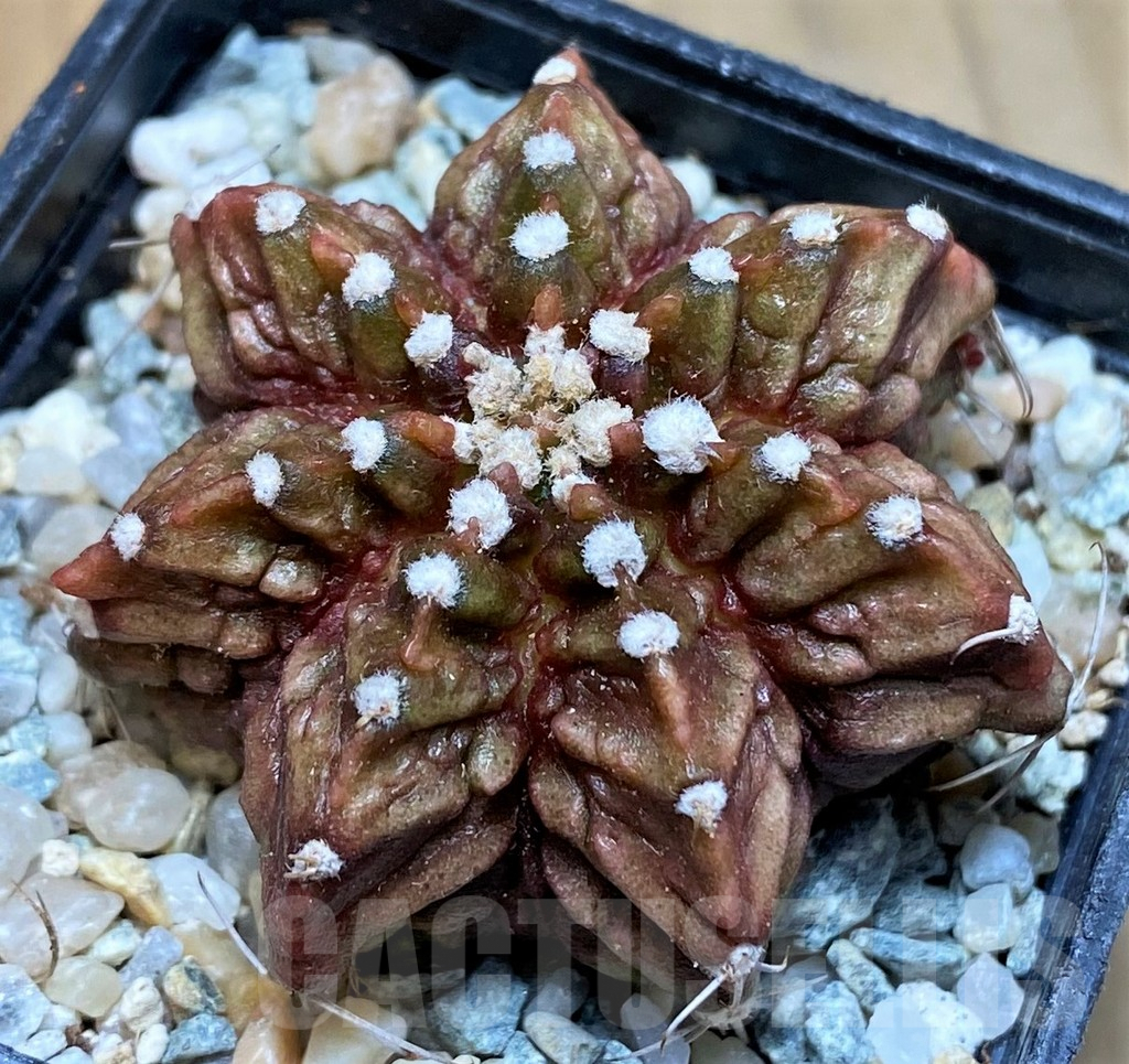 SH9473 Gymnocalycium mihanovichii T-Rex
