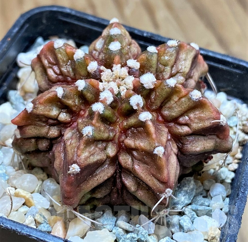 SH9473 Gymnocalycium mihanovichii T-Rex - Image 2