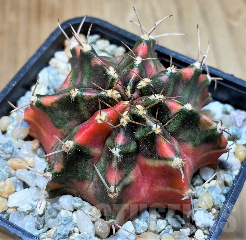SH9485 Gymnocalycium mihanovichii 'Papaya'