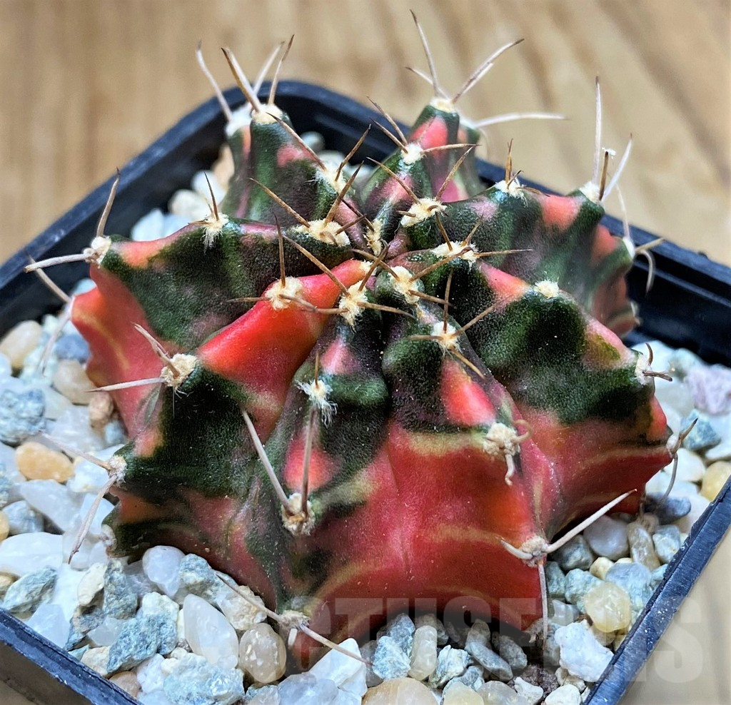 SH9485 Gymnocalycium mihanovichii 'Papaya' - Image 2