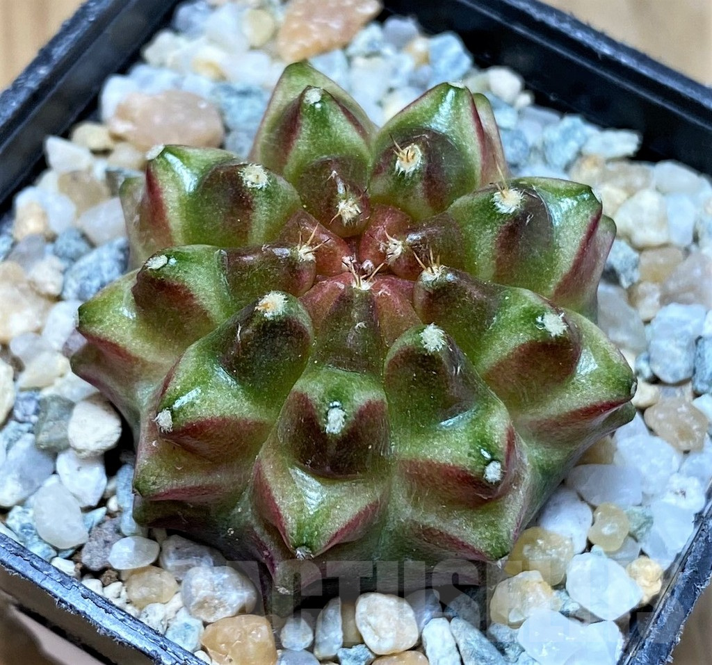 SH9492 Gymnocalycium mihanovichii 'Neon'