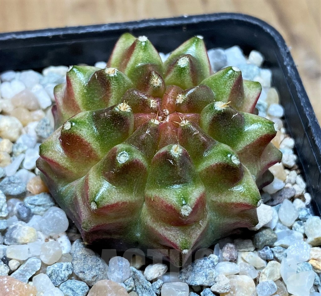 SH9492 Gymnocalycium mihanovichii 'Neon' - Image 2