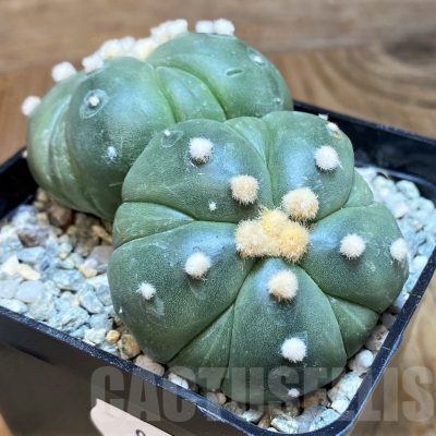 SH9626 Astrophytum asterias 'Kikko', 5-ribs
