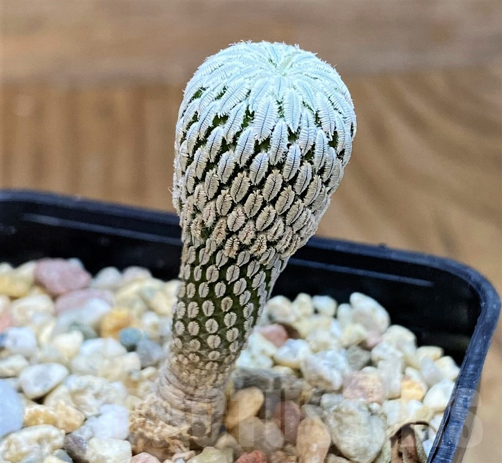 SH9629 Pelecyphora aselliformis RS550, own roots - Image 2