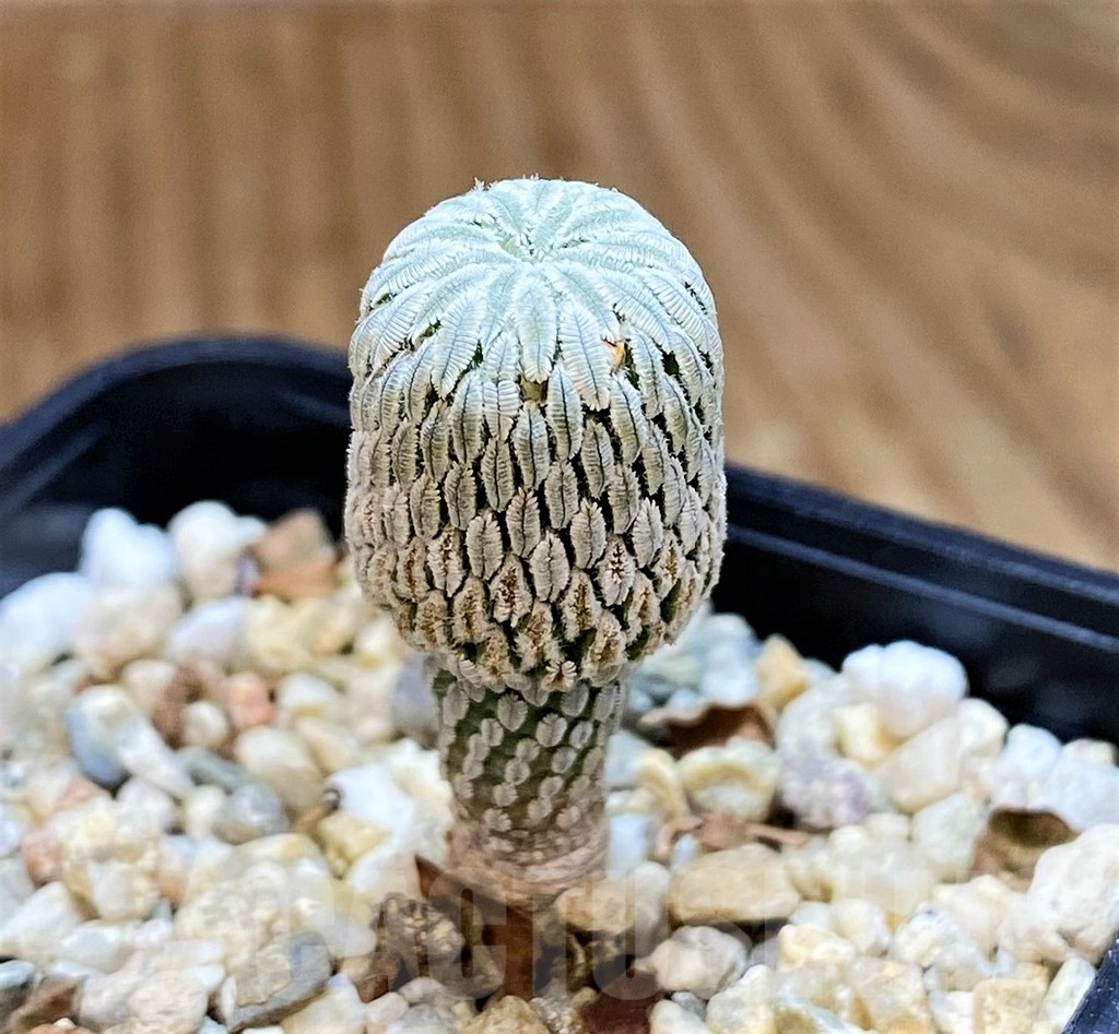 SH9630 Pelecyphora aselliformis RS 550, own roots - Image 2
