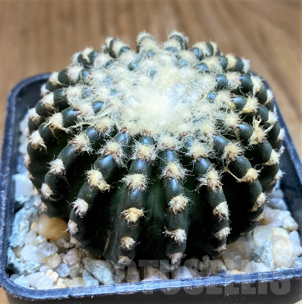SH9632 Discocactus horstii - Image 2