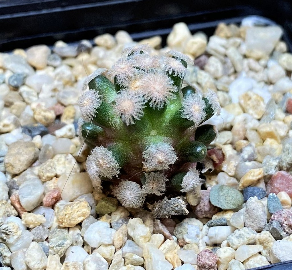 SH9633 Mammillaria theresae v. minima GCG 12504, own roots