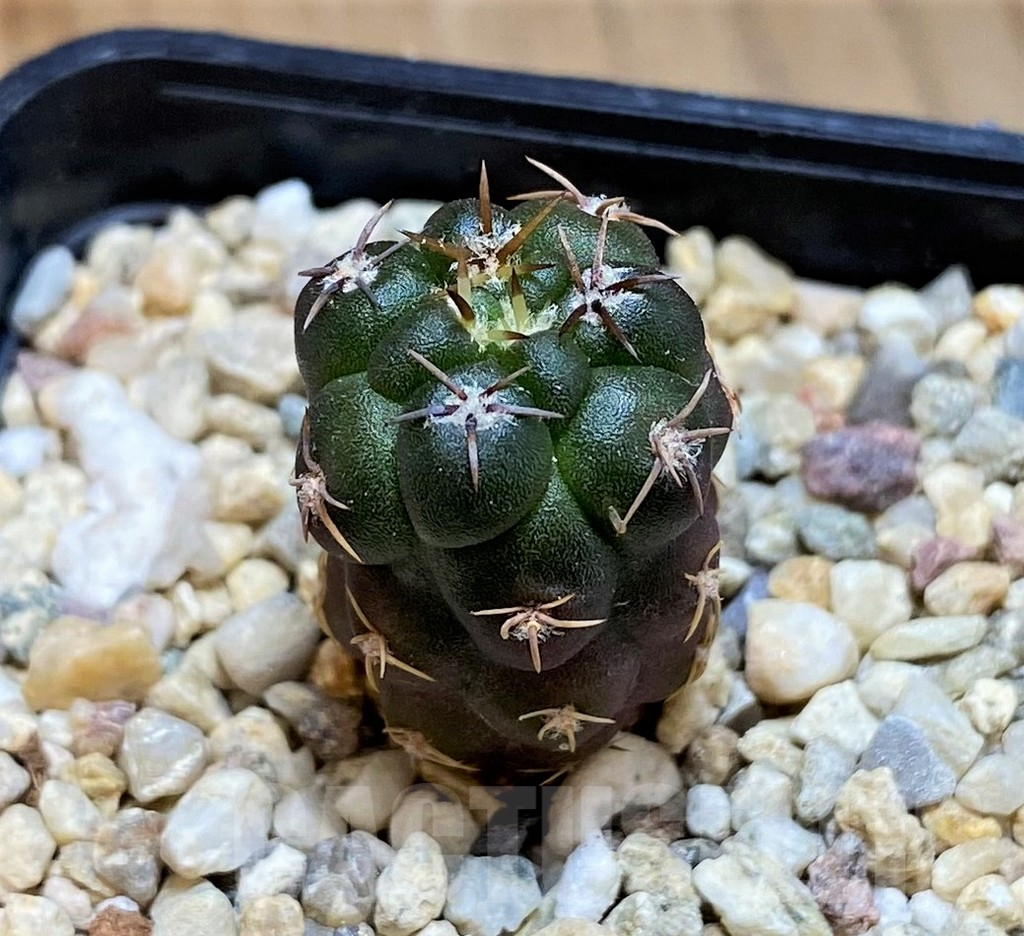 SH9635 Weingartia neumanniana v. dagmarii, seedling - Image 2