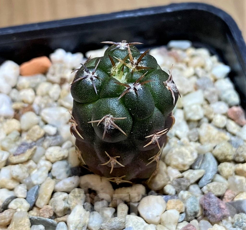 SH9635 Weingartia neumanniana v. dagmarii, seedling