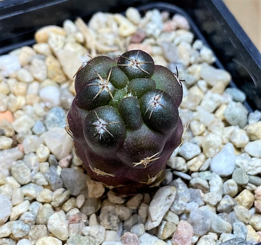 SH9636 Weingartia neumanniana v. dagmarii, seedling