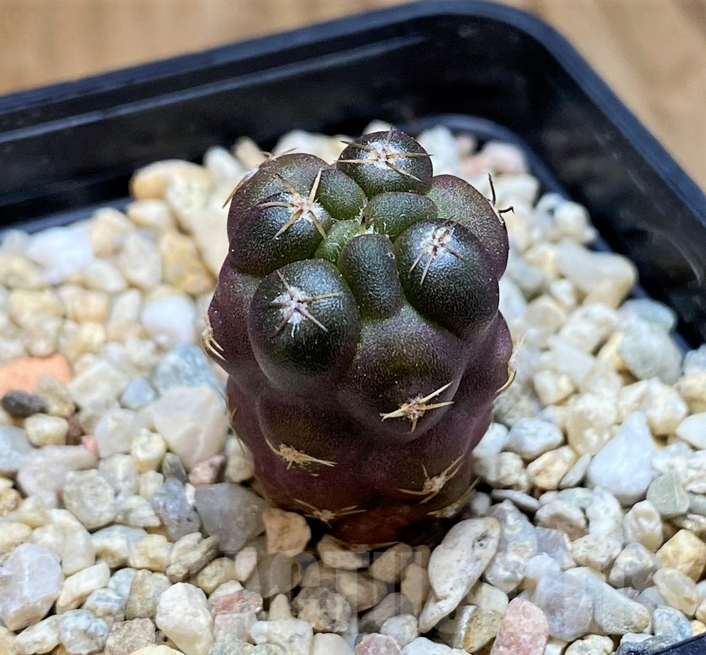 SH9636 Weingartia neumanniana v. dagmarii, seedling - Image 2