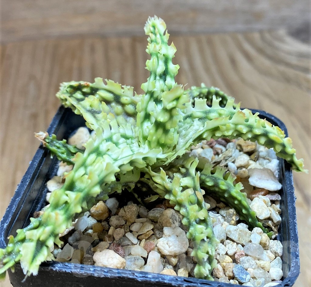 SH9596 Aloe TCT hybrid - Image 2