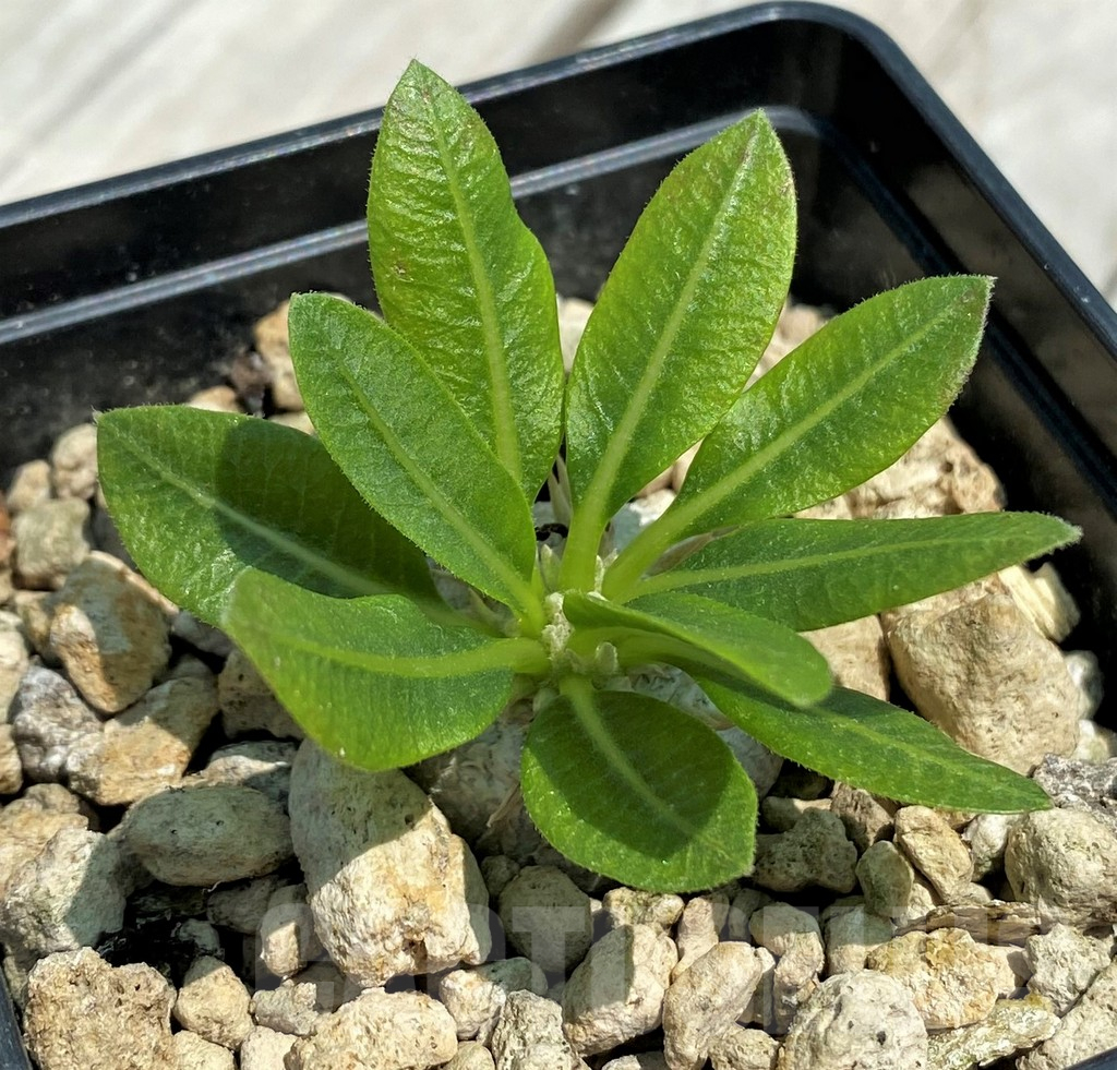 SH9644 Pachypodium brevicaule