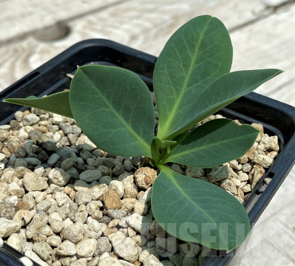 SH9645 Monadenium orobanchoides