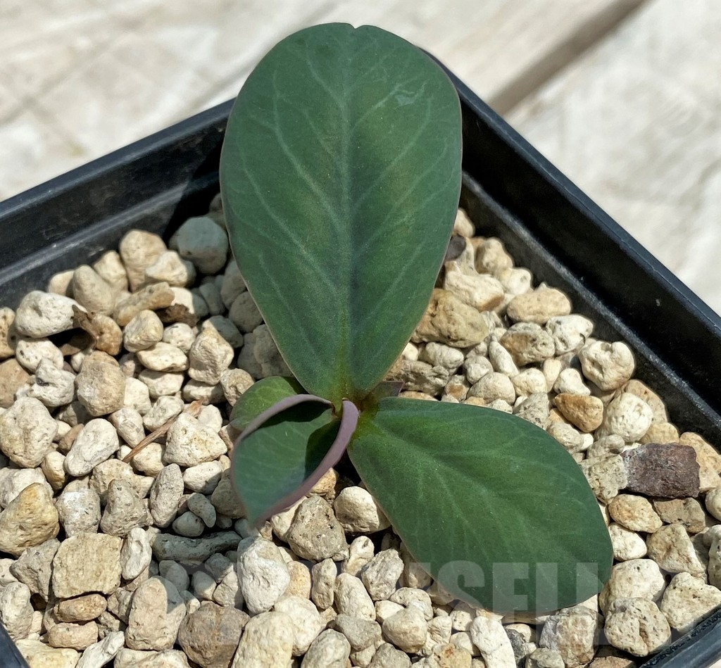 SH9647 Monadenium orobanchoides