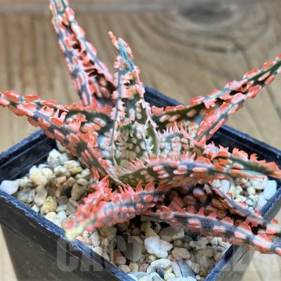SH9597 Aloe TCT hybrid