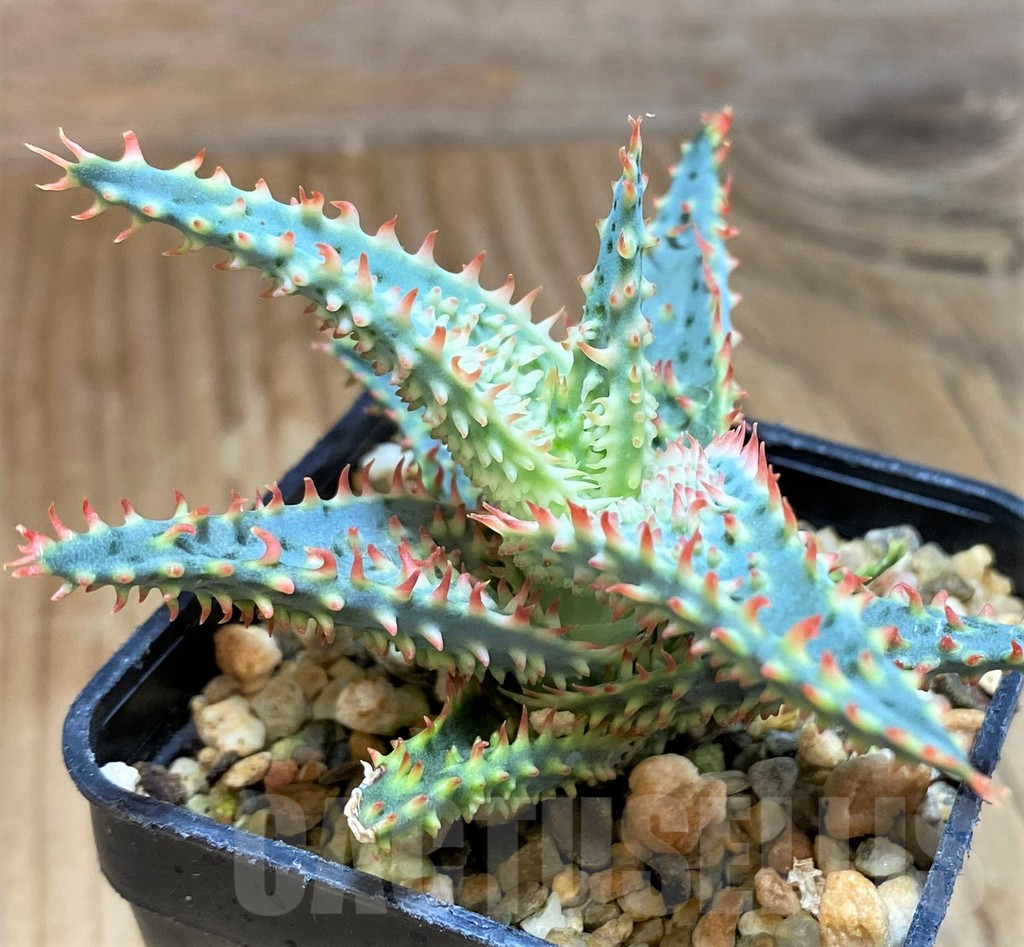 SH9598 Aloe TCT hybrid
