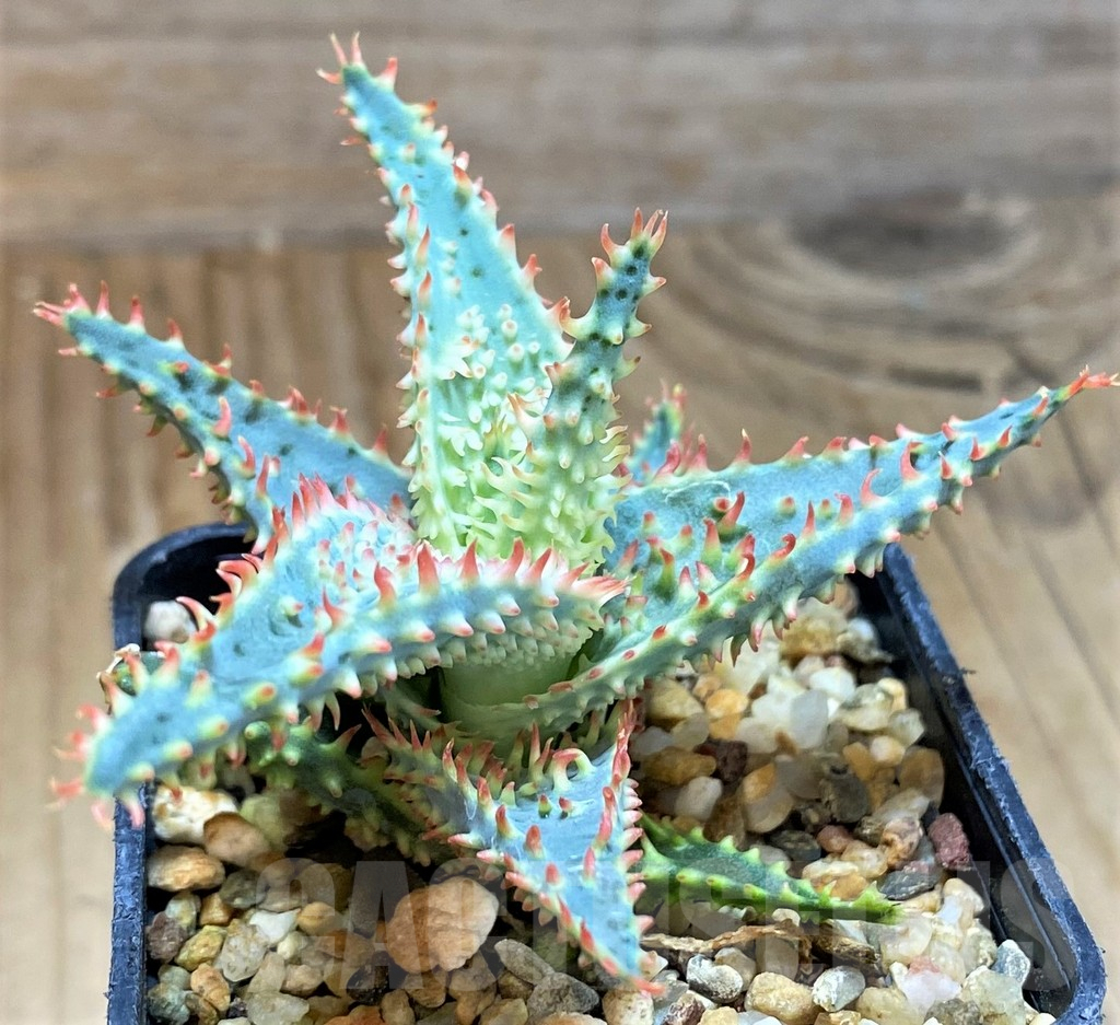 SH9598 Aloe TCT hybrid - Image 2