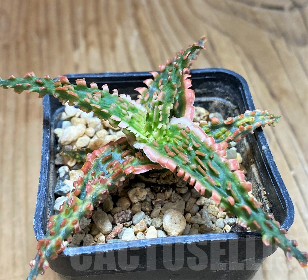 SH9599 Aloe TCT hybrid - Image 2