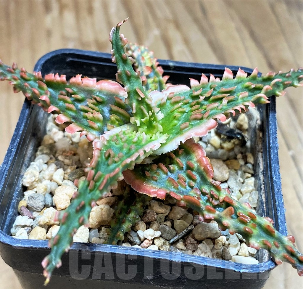 SH9599 Aloe TCT hybrid