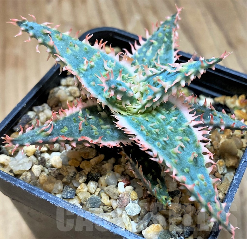 SH9602 Aloe TCT hybrid - Image 2