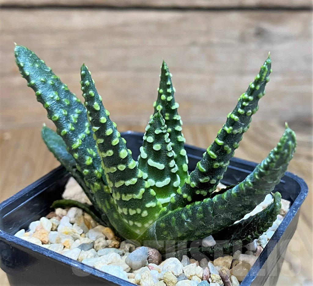 SH9604 Haworthia pumila ‘Donut’ -Japan-, seedling - Image 2