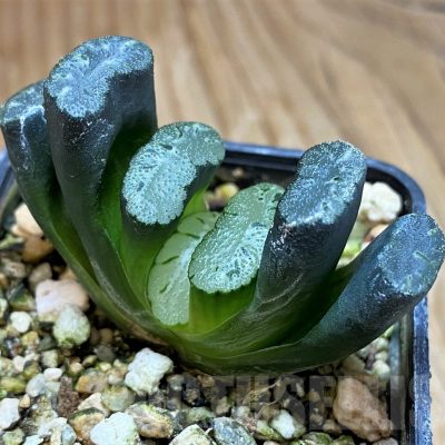 SH9606 Haworthia truncata -Japan-