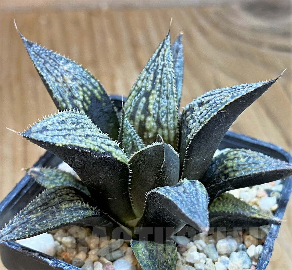 SH9610 Haworthia splendens ‘Mirage’, ex Cactus Nichi HSS-31 - Image 2