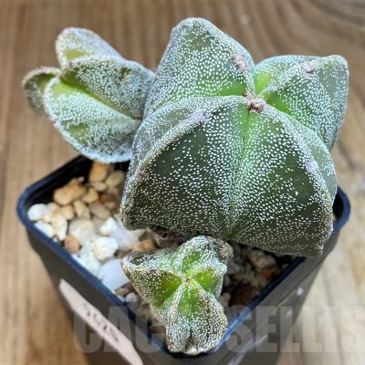 SH9620 Astrophytum myriostigma v. quadricostatum