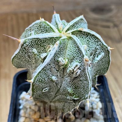 SH9622 Astrophytum ornatum 'Fukuryu'