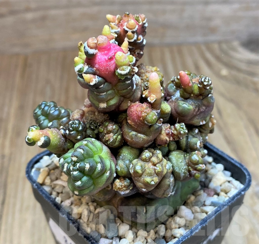 SH8679 Gymnocalycium mihanovichii 'Transformer' - Image 2