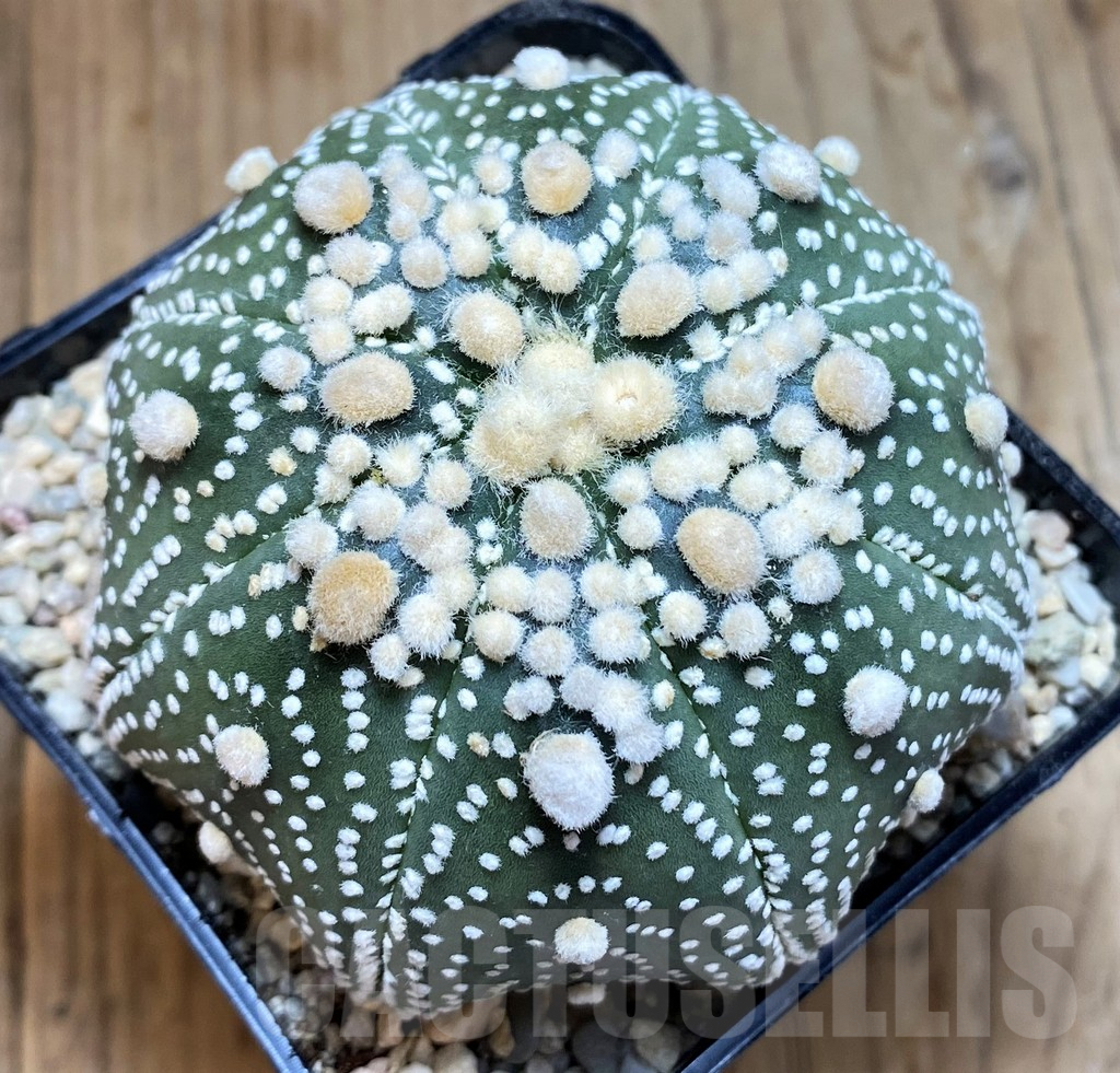 SH8687 Astrophytum asterias 'Hanazono'