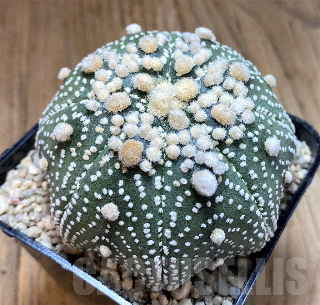 SH8687 Astrophytum asterias 'Hanazono' - Image 2