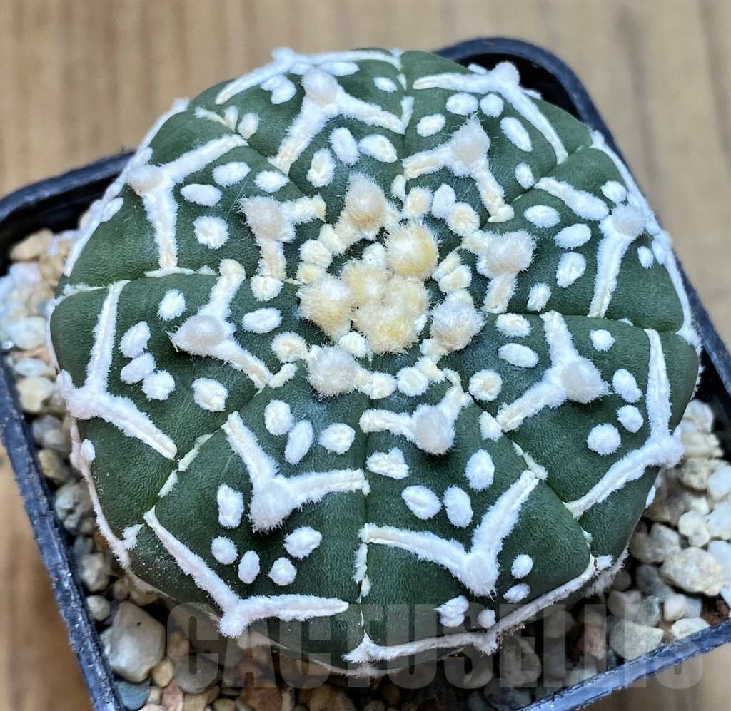 SH8690 Astrophytum asterias V-type f. nudum