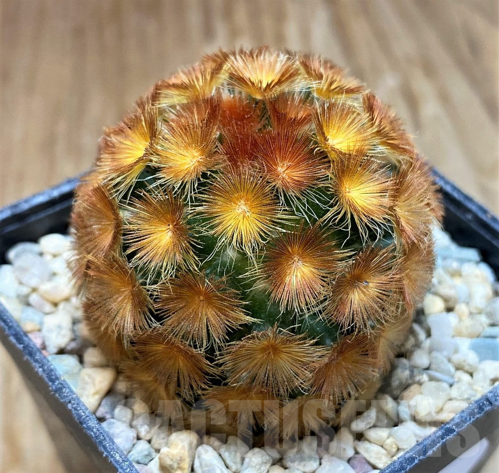 SH8698 Mammillaria carmenae hybrid, seedling