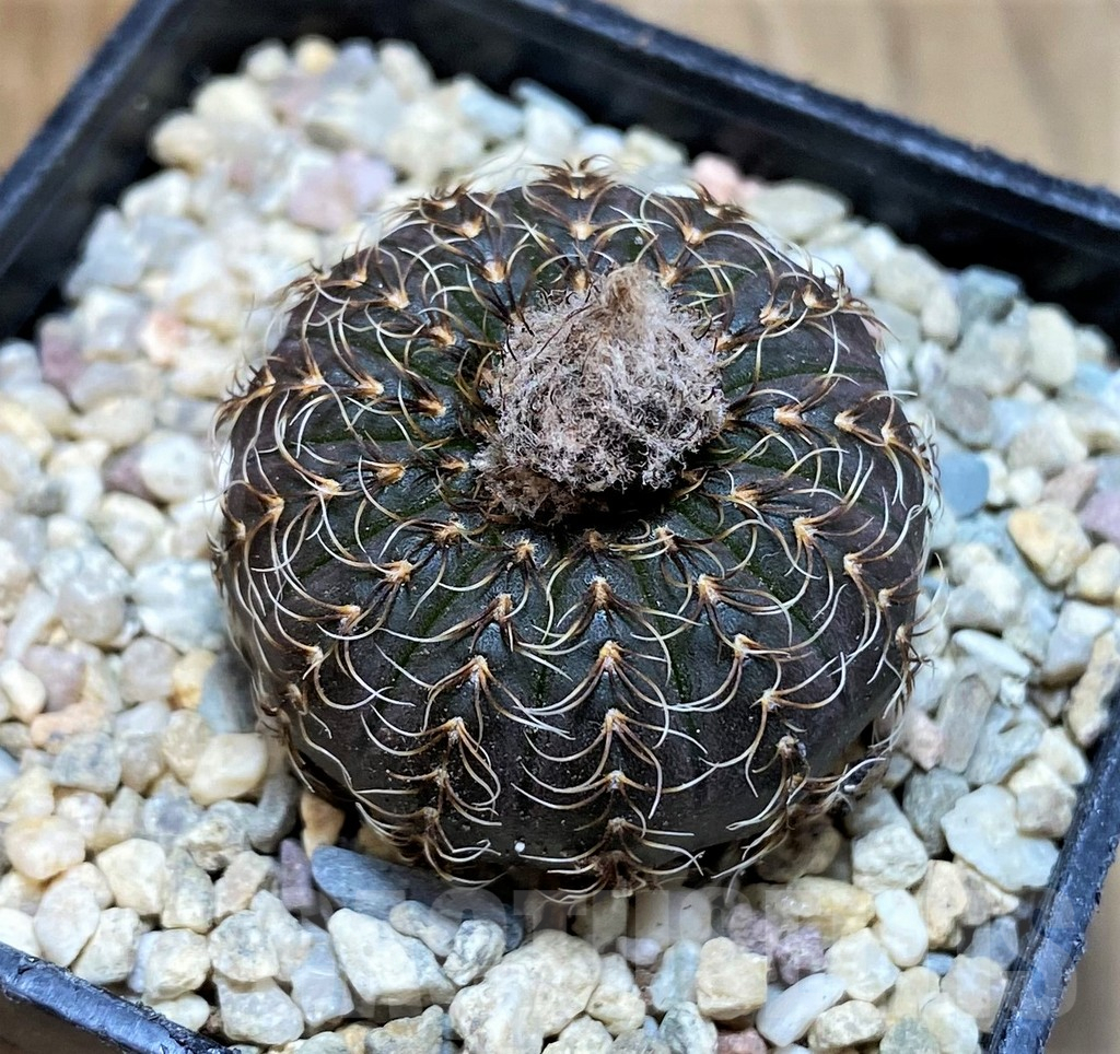 SH8699 Frailea asterioides